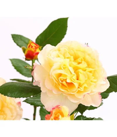 Edelrosen-Mix 'Nostalgie®' -Haus Pflanzen Welt 7800063 PR DE 001 NostalgieRosen6LiterEdelroseAquarellDehnerExpressHerzig