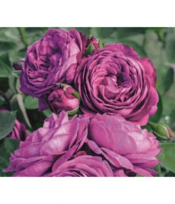 Edelrosen-Mix 'Nostalgie®' -Haus Pflanzen Welt 7800063 PR MO 001 RoseHeidiKlumRosenTantauRet 1