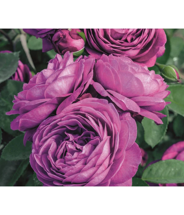 Zwergrose 'Heidi Klum®' 3 Zwergrose 'Heidi Klum®'