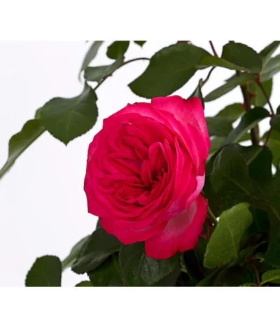 Kletterrosen, Verschiedene Sorten 15 Kletterrosen, Verschiedene Sorten -Haus Pflanzen Welt 7800071 PR DE 001 RosenInSortenKletter7LiterKletterroseAntikeDehnerExpressHerzig