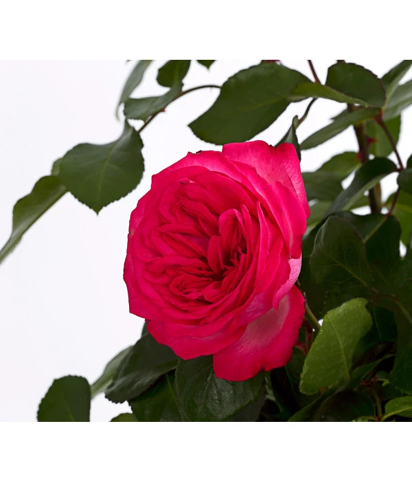 Kletterrosen, Verschiedene Sorten 6 Kletterrosen, Verschiedene Sorten – Bild 4