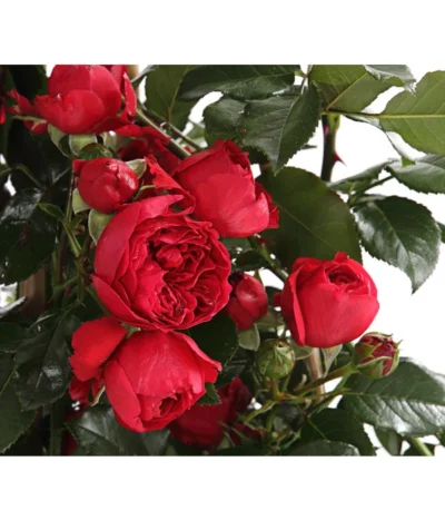 Kletterrosen, Verschiedene Sorten 16 Kletterrosen, Verschiedene Sorten -Haus Pflanzen Welt 7800071 PR DE 001 RosenInSortenKletter7LiterKletterroseFlorentinaDehnerExpressHerzig