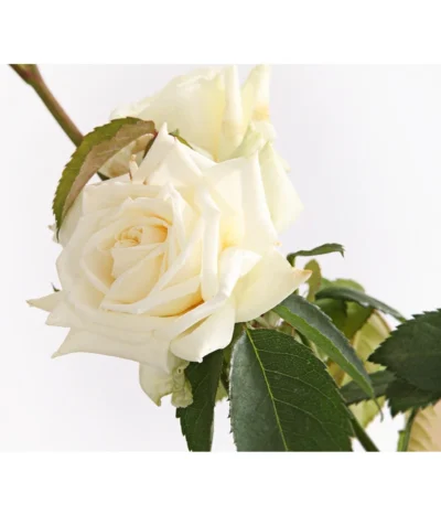 Kletterrosen, Verschiedene Sorten 14 Kletterrosen, Verschiedene Sorten -Haus Pflanzen Welt 7800071 PR DE 001 RosenInSortenKletter7LiterKletterroseIlseKrohnDehnerExpressHerzig