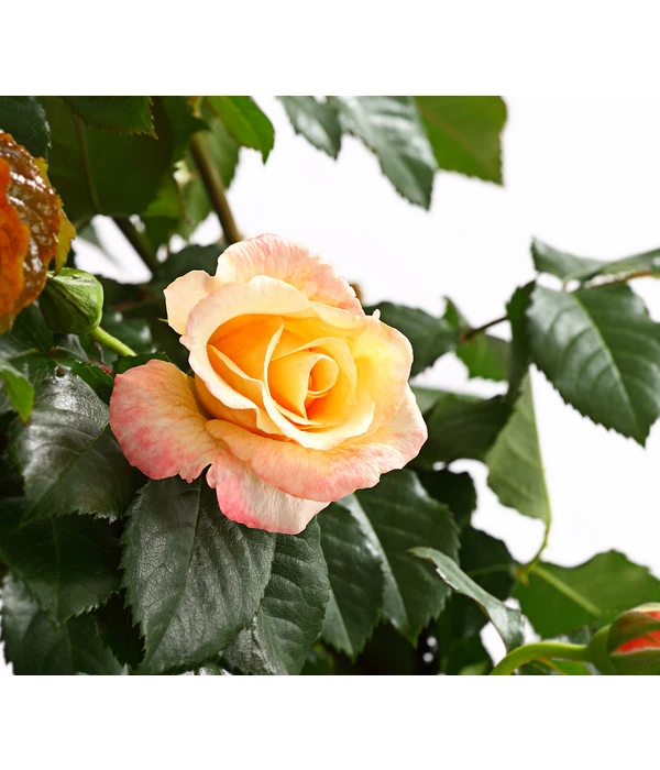 Kletterrosen, Verschiedene Sorten 4 Kletterrosen, Verschiedene Sorten – Bild 2