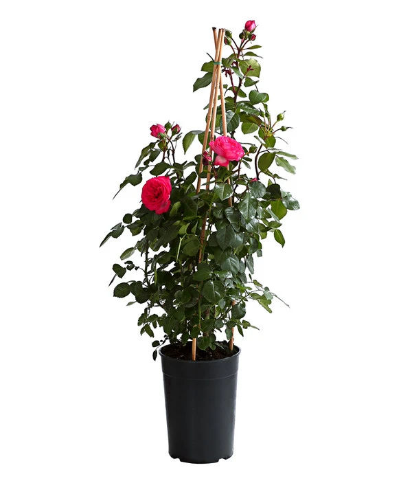 Kletterrosen, Verschiedene Sorten 10 Kletterrosen, Verschiedene Sorten – Bild 8