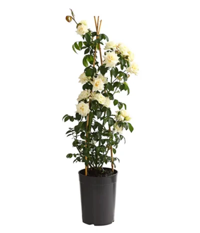 Kletterrosen, Verschiedene Sorten 17 Kletterrosen, Verschiedene Sorten -Haus Pflanzen Welt 7800071 PR FS 001 RosenInSortenKletter7LiterKletterroseIlseKrohnDehnerExpressHerzig