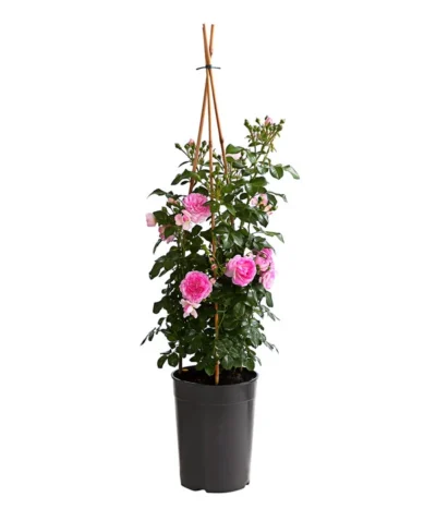 Kletterrosen, Verschiedene Sorten 20 Kletterrosen, Verschiedene Sorten -Haus Pflanzen Welt 7800071 PR FS 001 RosenInSortenKletter7LiterKletterroseJasminaDehnerExpressHerzig
