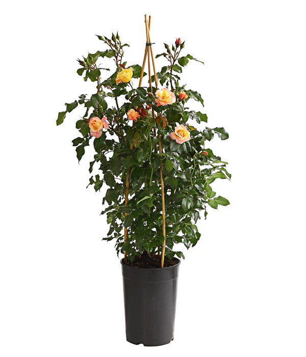 Kletterrosen, Verschiedene Sorten 12 Kletterrosen, Verschiedene Sorten – Bild 10