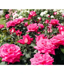 Edelrose 'Acapella®' -Haus Pflanzen Welt 7800675 BildFS 001 EdelroseAcapellaAcapella