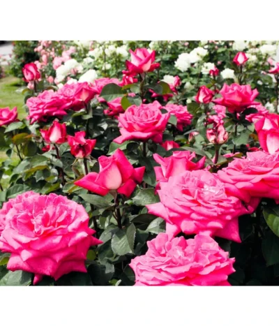 Edelrose 'Acapella®' -Haus Pflanzen Welt 7800675 BildFS 001 EdelroseAcapellaAcapella