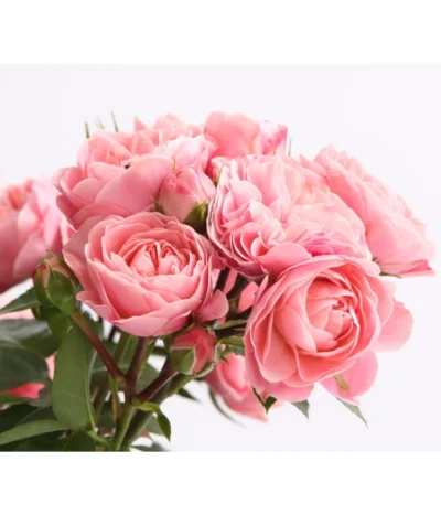 Rosenmix Edel- Und Beetrosen