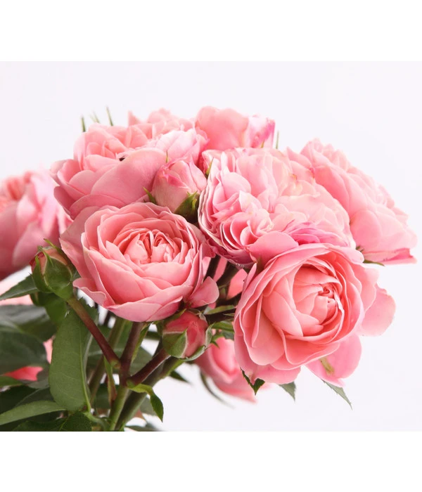 Rosenmix Edel- Und Beetrosen 3 Rosenmix Edel- Und Beetrosen