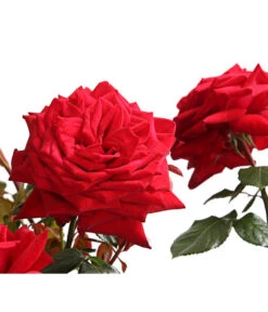 Rosenmix Edel- Und Beetrosen 13 Rosenmix Edel- Und Beetrosen -Haus Pflanzen Welt 7801103 PR DE 001 RosenInSortenHuckfeldt10LiterEdelroseBurgundDehnerExpressHerzig