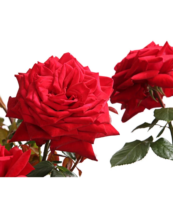 Rosenmix Edel- Und Beetrosen 4 Rosenmix Edel- Und Beetrosen – Bild 2