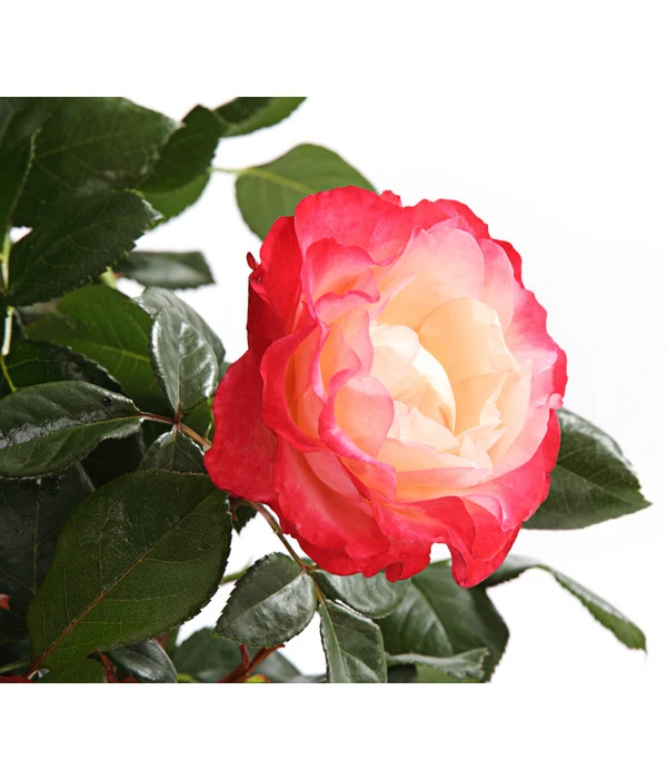 Rosenmix Edel- Und Beetrosen 5 Rosenmix Edel- Und Beetrosen – Bild 3