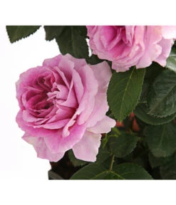Rosenmix Edel- Und Beetrosen 15 Rosenmix Edel- Und Beetrosen -Haus Pflanzen Welt 7801103 PR DE 001 RosenInSortenHuckfeldt10LiterEdelrosePerfumeFlowercircusDehnerExpressHerzig