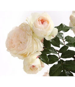 Rosenmix Edel- Und Beetrosen 16 Rosenmix Edel- Und Beetrosen -Haus Pflanzen Welt 7801103 PR DE 001 RosenInSortenHuckfeldt10LiterEdelroseStephanieBaroninZuGuttenbergDehnerExpressHerzig