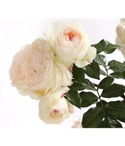 Rosenmix Edel- Und Beetrosen -Haus Pflanzen Welt 7801103 PR DE 001 RosenInSortenHuckfeldt10LiterEdelroseStephanieBaroninZuGuttenbergDehnerExpressHerzig