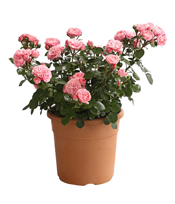 Rosenmix Edel- Und Beetrosen 8 Rosenmix Edel- Und Beetrosen – Bild 6