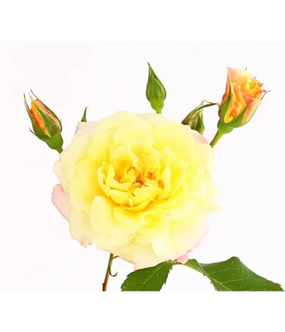 Kletterrosen 'Klettermaxe®' 29 Kletterrosen 'Klettermaxe®' -Haus Pflanzen Welt 7801251 PR DE 001 KletterroseUrtyard5LiterKRMoonlightDehnerExpressHerzig