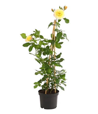 Kletterrosen 'Klettermaxe®' 28 Kletterrosen 'Klettermaxe®' -Haus Pflanzen Welt 7801251 PR FS 001 KletterroseUrtyard5LiterKRMoonlightDehnerExpressHerzig