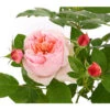 Edelrose 'Schöne Maid®' -Haus Pflanzen Welt 7801459 PR DE 002 SchoeneMaid6LiterEdelroseDehnerExpressHerzig