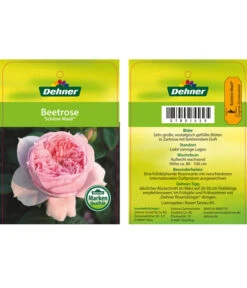 Edelrose 'Schöne Maid®' -Haus Pflanzen Welt 7801459 SchoeneMaidBeetrose Etikett1