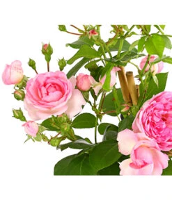 Kletterrosen 'Klettermaxe®' 21 Kletterrosen 'Klettermaxe®' -Haus Pflanzen Welt 7801954 PR DE 001 KlettermaxeKordes5LiterKletterroseFlorentinaDehnerExpressHerzig