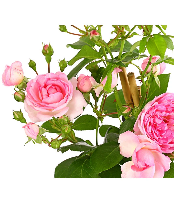 Kletterrosen 'Klettermaxe®' 8 Kletterrosen 'Klettermaxe®' – Bild 6