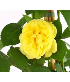 Kletterrosen 'Klettermaxe®' 18 Kletterrosen 'Klettermaxe®' -Haus Pflanzen Welt 7801954 PR DE 001 KlettermaxeKordes5LiterKletterroseGoldenGateDehnerExpressHerzig