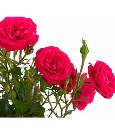 Kletterrosen 'Klettermaxe®' 27 Kletterrosen 'Klettermaxe®' -Haus Pflanzen Welt 7801954 PR DE 001 KlettermaxeKordes5LiterKletterroseJasminaDehnerExpressHerzig