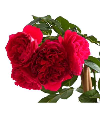 Kletterrosen 'Klettermaxe®' 23 Kletterrosen 'Klettermaxe®' -Haus Pflanzen Welt 7801954 PR DE 002 KlettermaxeKordes5LiterKletterroseFlorentinaDehnerExpressHerzig