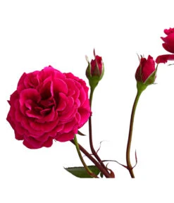 Kletterrosen 'Klettermaxe®' 25 Kletterrosen 'Klettermaxe®' -Haus Pflanzen Welt 7801954 PR DE 002 KlettermaxeKordes5LiterKletterroseJasminaDehnerExpressHerzig