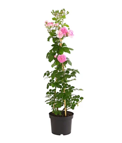 Kletterrosen 'Klettermaxe®' 20 Kletterrosen 'Klettermaxe®' -Haus Pflanzen Welt 7801954 PR FS 001 KlettermaxeKordes5LiterKletterroseFlorentinaDehnerExpressHerzig