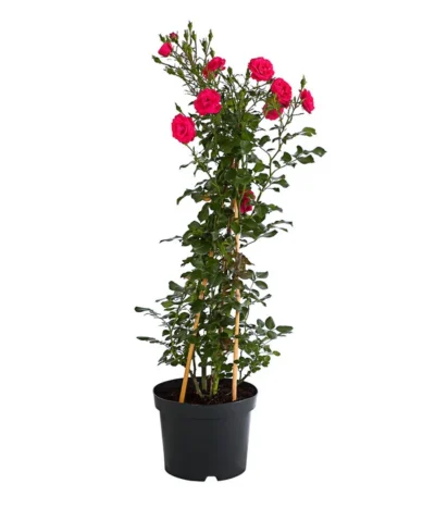 Kletterrosen 'Klettermaxe®' 24 Kletterrosen 'Klettermaxe®' -Haus Pflanzen Welt 7801954 PR FS 001 KlettermaxeKordes5LiterKletterroseJasminaDehnerExpressHerzig