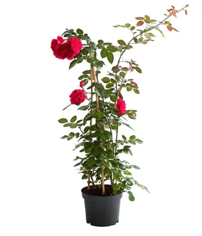 Kletterrosen 'Klettermaxe®' 22 Kletterrosen 'Klettermaxe®' -Haus Pflanzen Welt 7801954 PR FS 002 KlettermaxeKordes5LiterKletterroseFlorentinaDehnerExpressHerzig