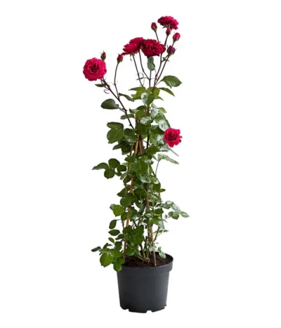 Kletterrosen 'Klettermaxe®' 26 Kletterrosen 'Klettermaxe®' -Haus Pflanzen Welt 7801954 PR FS 002 KlettermaxeKordes5LiterKletterroseJasminaDehnerExpressHerzig