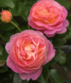 Edelrose 'Dornburger Schlossrose' -Haus Pflanzen Welt 7802093 WE DE 001 RosaRoseDornburgerSchlossrose4LRosenTantau