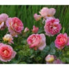 Edelrose 'Dornburger Schlossrose' -Haus Pflanzen Welt 7802093 WE MO 001 RosaRoseDornburgerSchlossrose4LRosenTantau
