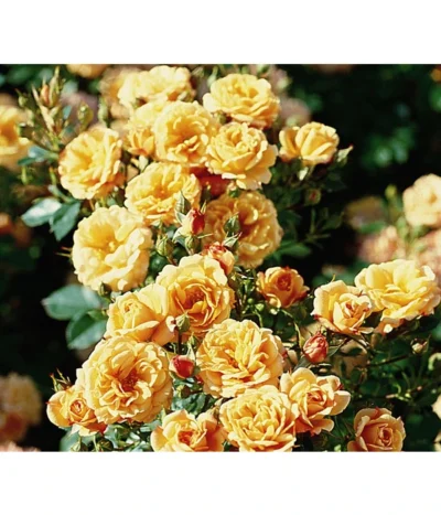 Zwergrose 'Apricot Clementine®', Stämmchen