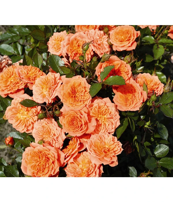 Zwergrose 'Ninetta®', Stämmchen 3 Zwergrose 'Ninetta®', Stämmchen