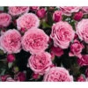 Zwergrose 'Pink Babyflor®'