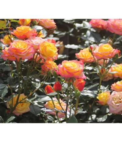 Zwergrose 'Tropical Clementine®'