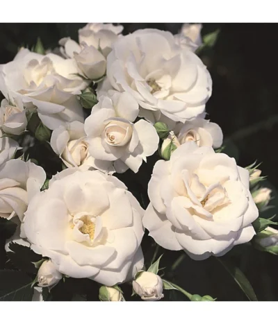 Rosen-Set Pflegeleicht, Rot/weiß, 2-teilig 9 Rosen-Set Pflegeleicht, Rot/weiß, 2-teilig -Haus Pflanzen Welt 7803026 WE DE 002 BodendeckerRoseAspirinTantauWeiss