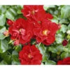 Rose 'Matador®', Stämmchen 1 Rose 'Matador®', Stämmchen -Haus Pflanzen Welt 7803067 WE DE 001 BodendeckerRoseMatadorTantauRotRet 2