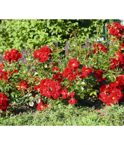 Bodendeckerrose 'Matador®' -Haus Pflanzen Welt 7803067 WE DE 003 BodendeckerRoseMatadorTantauRotRet