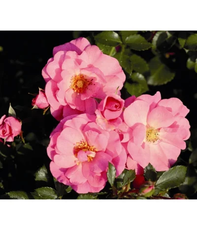 Bodendeckerrose 'Mirato®', 3er-Set