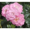 Bodendeckerrose 'Satina®' 2 Bodendeckerrose 'Satina®' -Haus Pflanzen Welt 7803133 PR DE 001 BodendeckerroseSatinaTantauRet