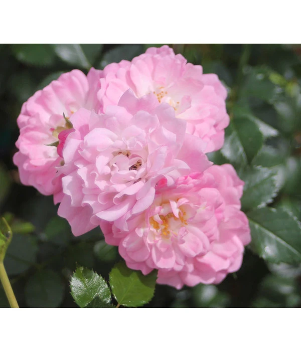 Bodendeckerrose 'Satina®' 3 Bodendeckerrose 'Satina®'