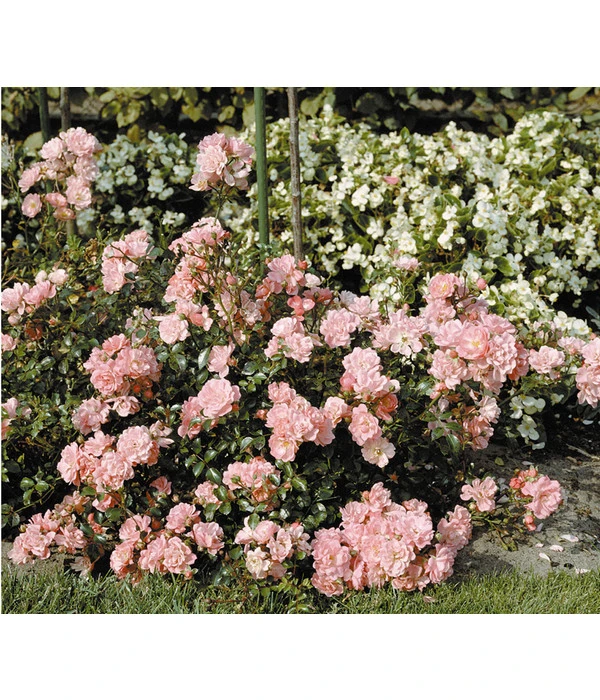 Bodendeckerrose 'Satina®' 4 Bodendeckerrose 'Satina®' – Bild 2
